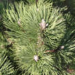 Pinus nigra 'Pygmea': Bild 2/3