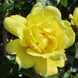 Rose 'Golden Showers': Bild 4/4