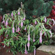 Rostrinucula dep. 'Happy Cascade': Bild 7/12