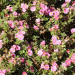 Potentilla frut. 'Pink Paradise': Bild 2/5