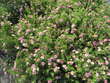 Potentilla frut. 'Pink Paradise': Bild 4/5