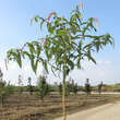 Rostrinucula dep. 'Happy Cascade': Bild 6/12