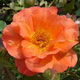 Rose 'Westerland' - Moderne Strauchrose