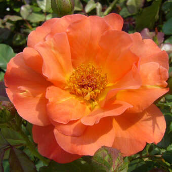 Rose 'Westerland'
