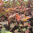 Physocarpus opulif. 'Diable d'Or': Bild 6/8