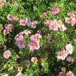 Potentilla frut. 'Pink Paradise': Bild 5/5