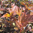 Physocarpus opulif. 'Diable d'Or': Bild 7/8