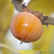 Diospyros virginiana 'SAA Pieper': Bild 2/3