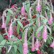 Rostrinucula dep. 'Happy Cascade': Bild 12/12