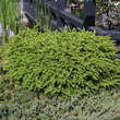 Picea abies 'Nidiformis': Bild 3/6