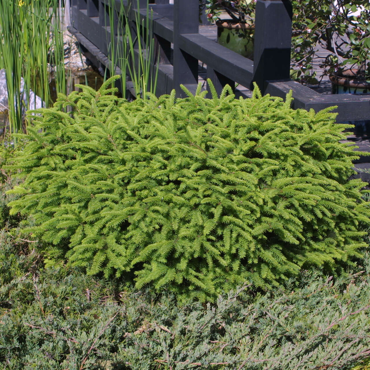 Nestfichte Picea abies 'Nidiformis' grün