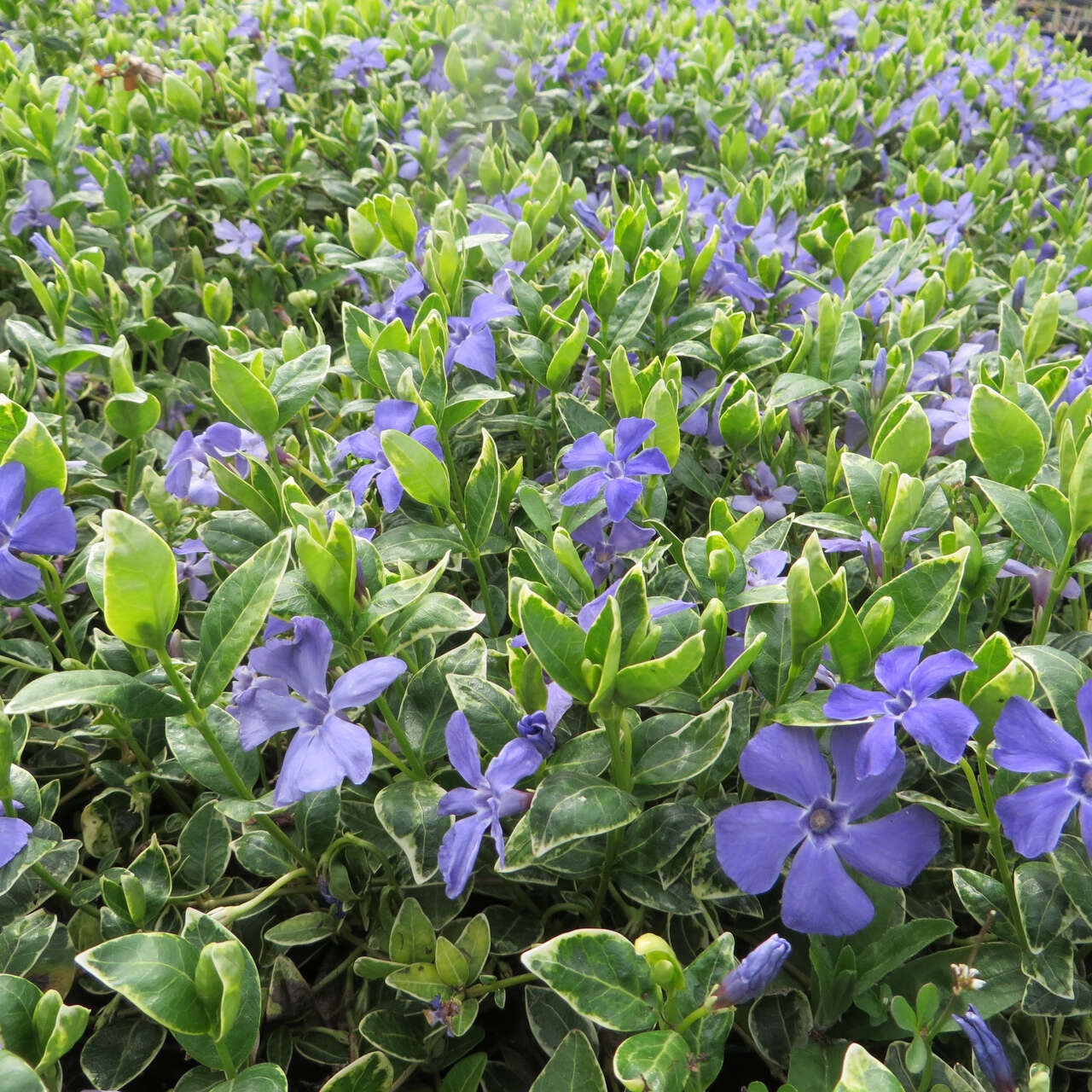 Immergrün Vinca minor 'Ralph Shugert' blau