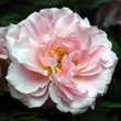 Rose 'Fritz Nobis' (rubiginosa): Bild 1/4