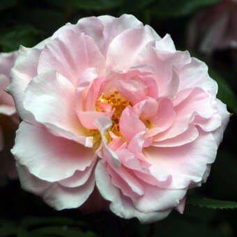 Rose 'Fritz Nobis' (rubiginosa)