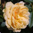 Rose 'Golden Celebration': Bild 2/4