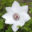 Clematis 'Miss Bateman': Bild 3/3