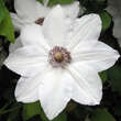 Clematis 'Miss Bateman': Bild 2/3