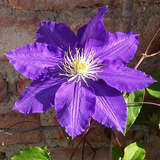 Clematis 'The President' - Waldrebe