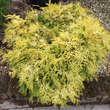 Chamaecyparis obtusa 'Kamarachiba': Bild 2/2