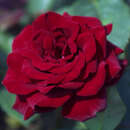 Moderne Edelrose - Rose 'Schwarze Madonna'