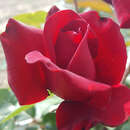 Rose 'Schwarze Madonna' - Moderne Edelrose
