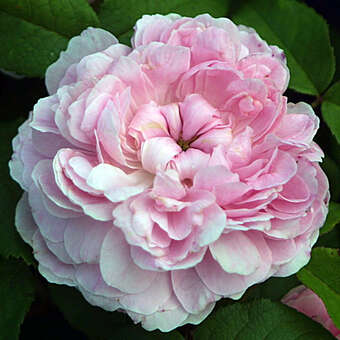Rose 'Jacques Cartier' (damascena)