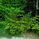 Taxus baccata 'Nissen's Corona' - Tafeleibe