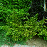Taxus baccata 'Nissen's Corona' - Tafeleibe