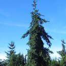 Picea abies 'Rothenhaus' - Hängefichte