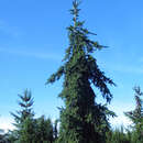 Picea abies 'Rothenhaus' - Hängefichte