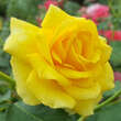 Rose 'Rimosa': Bild 1/6