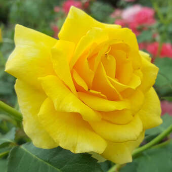 Rose 'Rimosa'