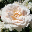 Rose 'Princess of Wales': Bild 5/5
