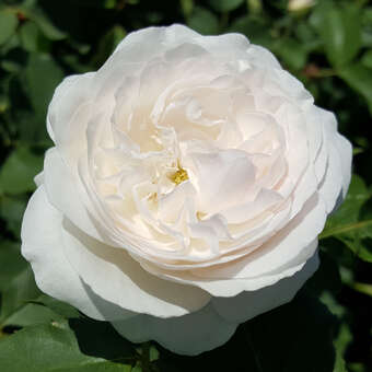 Rose 'Boule de Neige' (bourbon.)