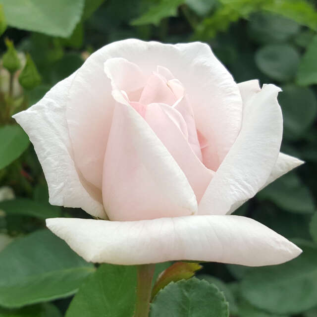 Ramblerrosen Vom Gärtner mit Anwuchsgarantie kaufen rasche Lieferung