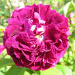 Rose 'Tuscany Superb' (gallica): Bild 2/3