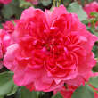 Rose 'Rosarium Uetersen': Bild 1/5