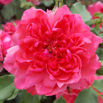 Rose 'Rosarium Uetersen'