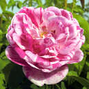 Historische Strauchrose - Rose 'Honorine de Brabant'