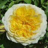 Rose 'The Pilgrim' - Englische Strauch-, Kletterrose