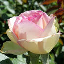 Moderne Strauch-, Kletterrose - Rose 'Eden Rose'