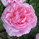 Rose 'Brother Cadfeal' - Englische Strauchrose