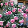 Rose 'Eden Rose': Bild 9/12