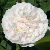 Rose 'Winchester Cathedral' - Englische Strauchrose