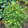 Corydalis lutea: Bild 6/8