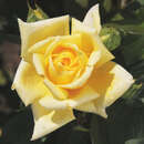 Moderne Edelrose - Rose 'Landora'