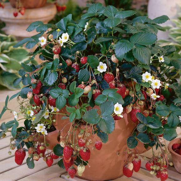 Klettererdbeere 'Hummi' | Immertragend & Ertragreich | 3 Pflanzen