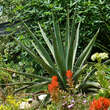 Yucca aloifolia: Bild 1/1