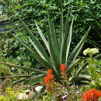 Yucca aloifolia