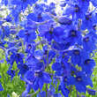 Delphinium bellad. 'Völkerfrieden': Bild 2/4